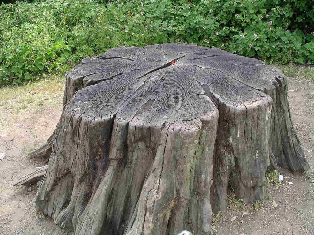 Tree stump1 30u06 1