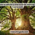 How Long Does It Take For A Tree To Grow: From Seed to 100