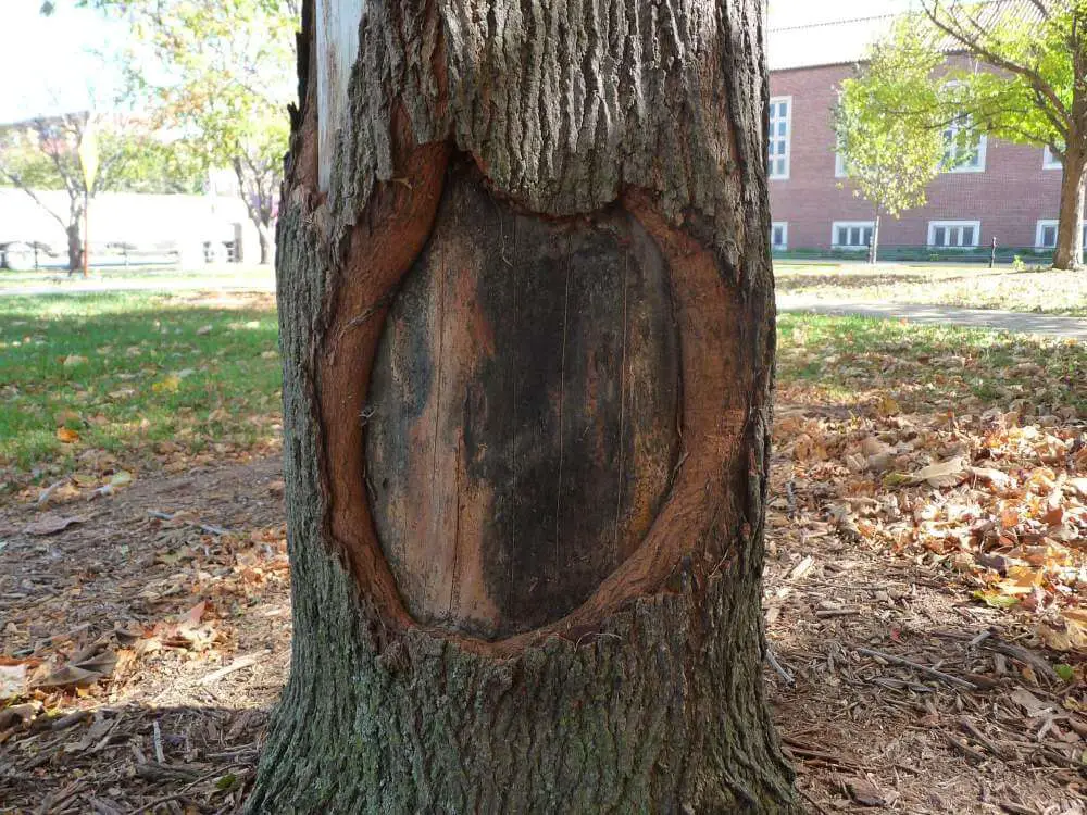 How to repair a damaged tree trunk