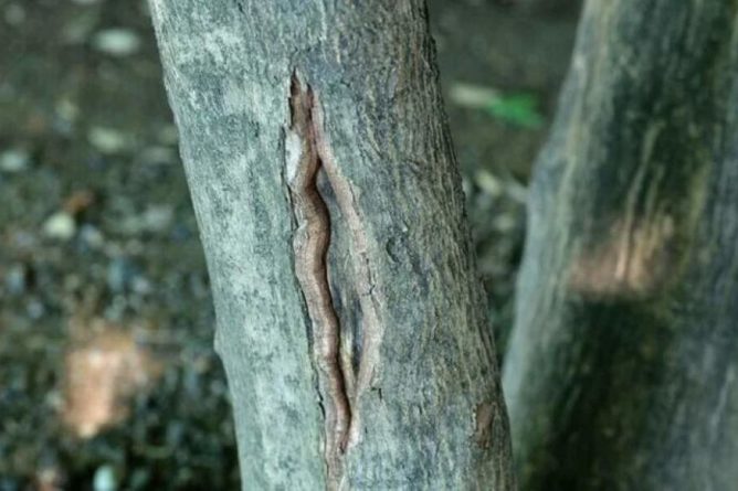 What Causes A Tree Trunk To Split Vertically: 2 Ways to Help