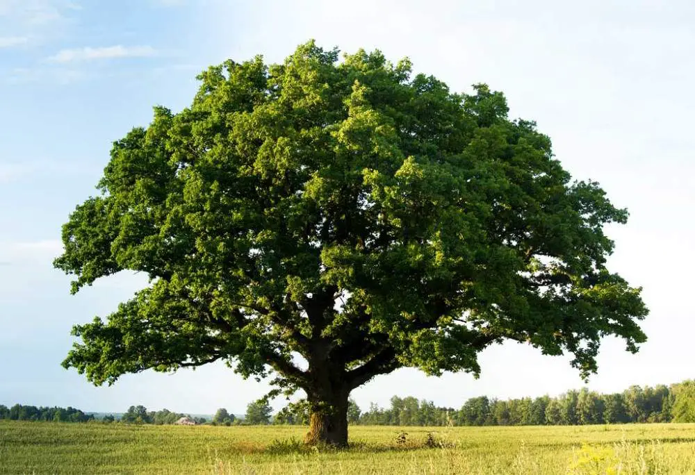 A mature age tree