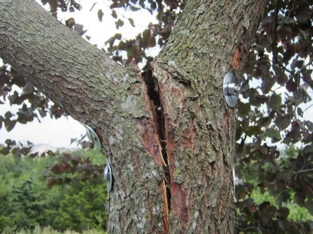 How to save the tree with bolts