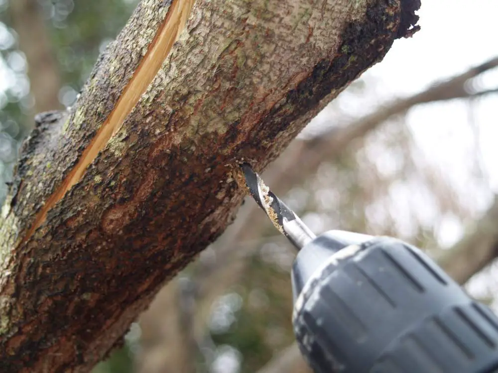 how to fix a broken tree trunk