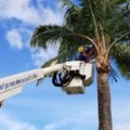 Palm Tree Trimming Near Me: How to Choose a Service Company