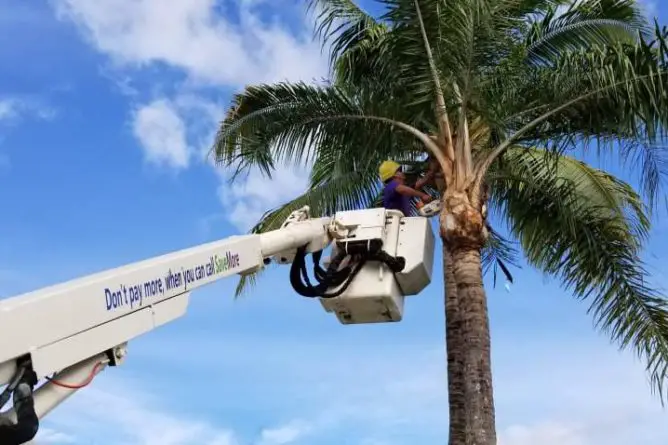 Palm Tree Trimming Near Me: How to Choose a Service Company