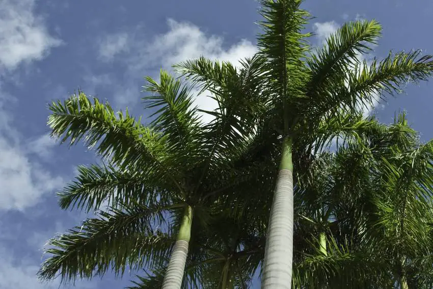 Royal palm trees can shed their dead leaves without help