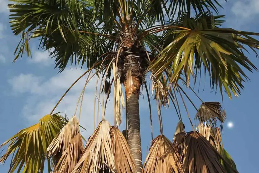Palm tree with brown leaves