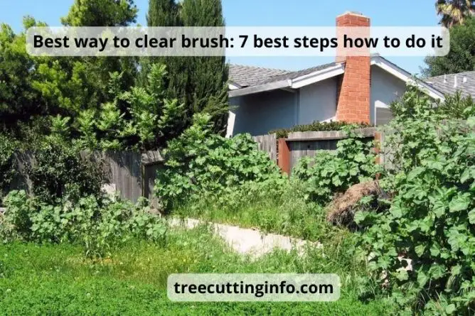 Best way to clear brush : 7 Tips to get the jobs done !