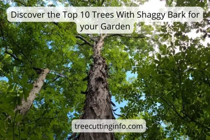 Trees With Shaggy Bark: 10 Examples & Identification Guide