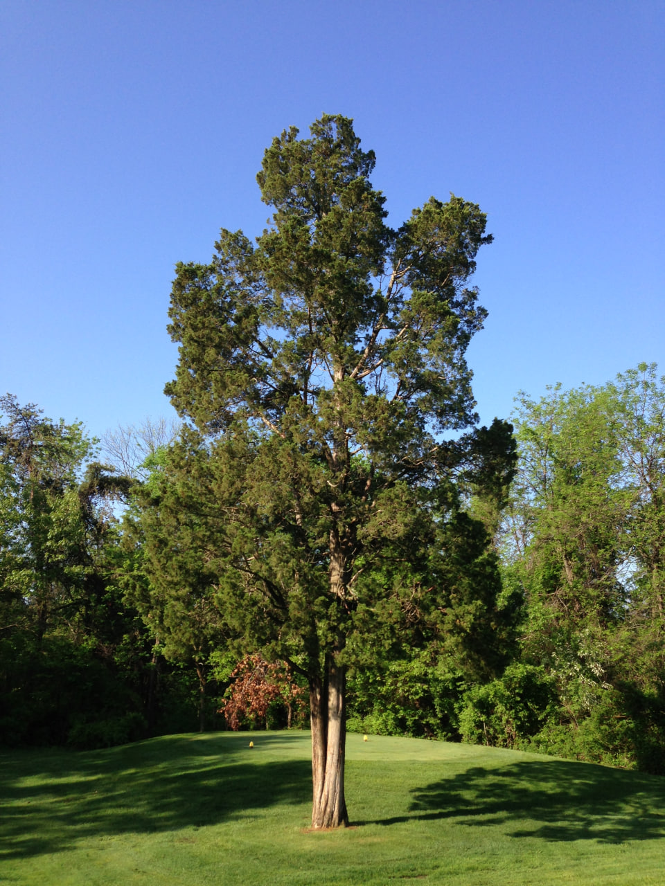 Eastern redcedar (Juniperus virginiana)
