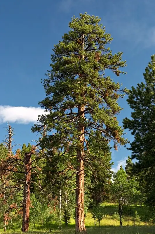 HOW MUCH DO PINE TREES GENERALLY GROW EACH YEAR