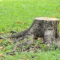 How to Fill Hole after Stump Grinding: Clear Up the Mess in 8 Steps