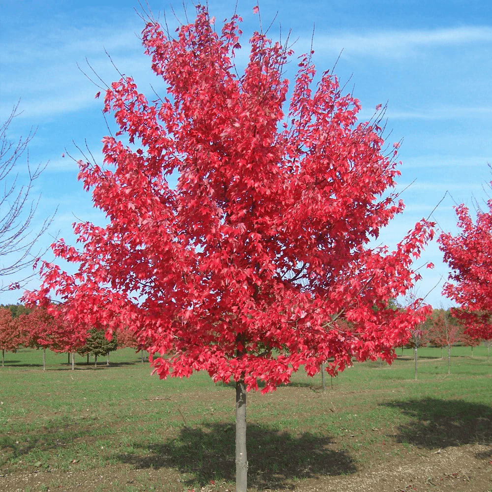 Red maple (Acer rubrum)