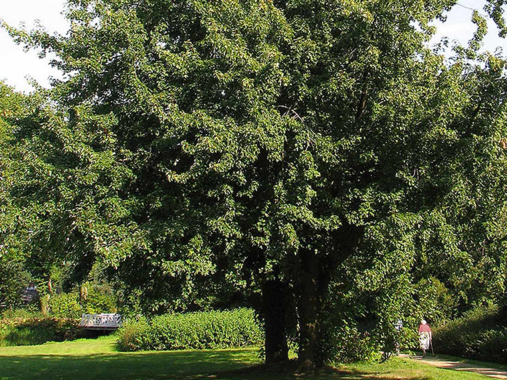 Silver maple (Acer saccharinum)