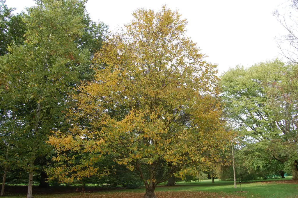 Yellow birch (Betula alleghaniensis)