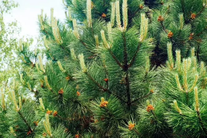 how fast do pine trees grow