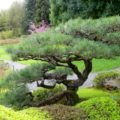 How long does it take to grow a bonsai tree