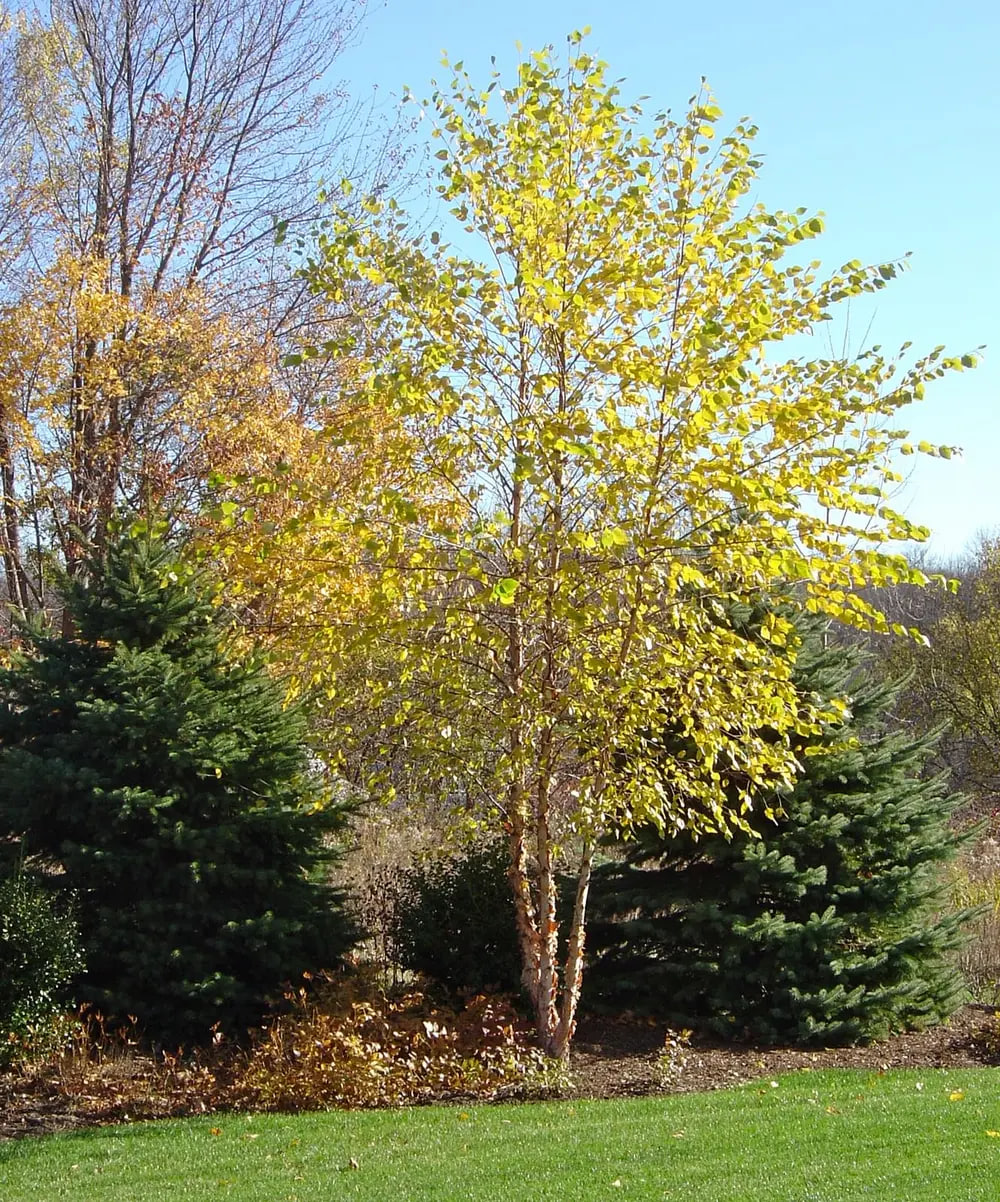 iver birch (Betula nigra)