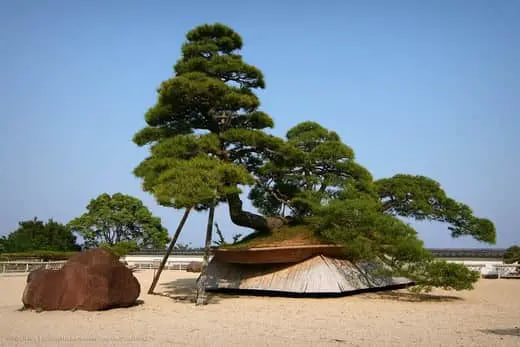 500-year-old five-needle Pine