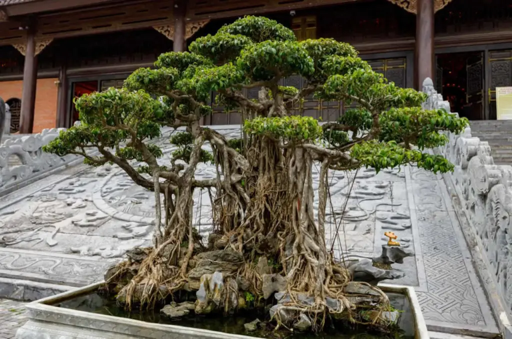 How Old is The Oldest Bonsai Tree