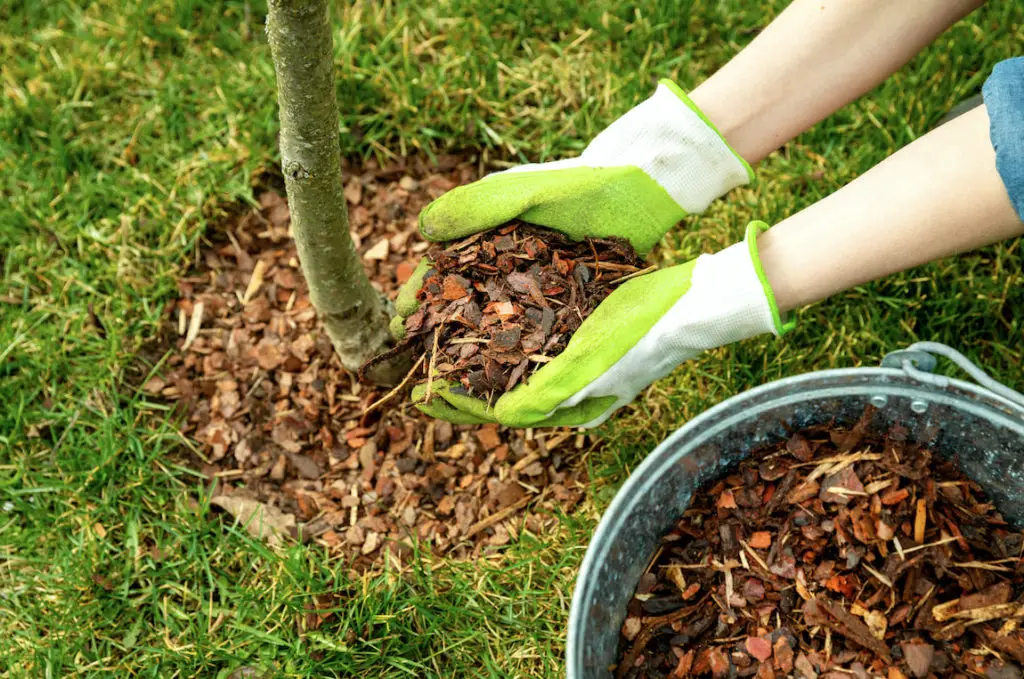 Mulching Your Tree