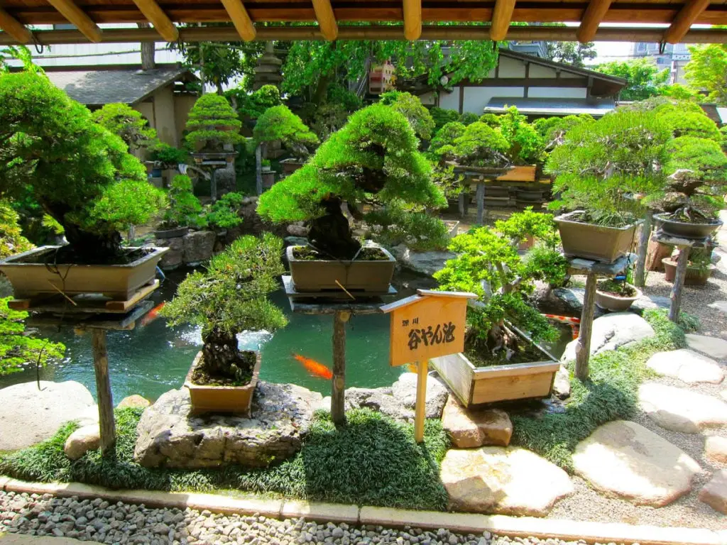 Shunkaen twin bonsai trees