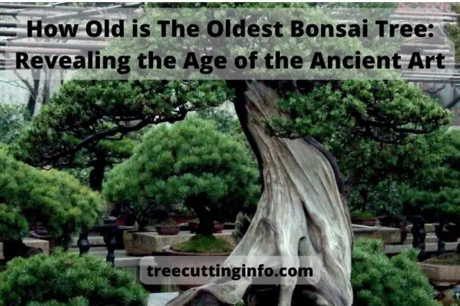 How Old is The Oldest Bonsai Tree: Revealing the Age of the Ancient Art