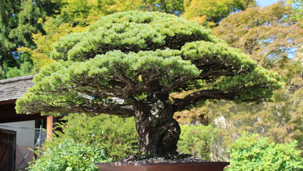 What is the Oldest Bonsai Tree