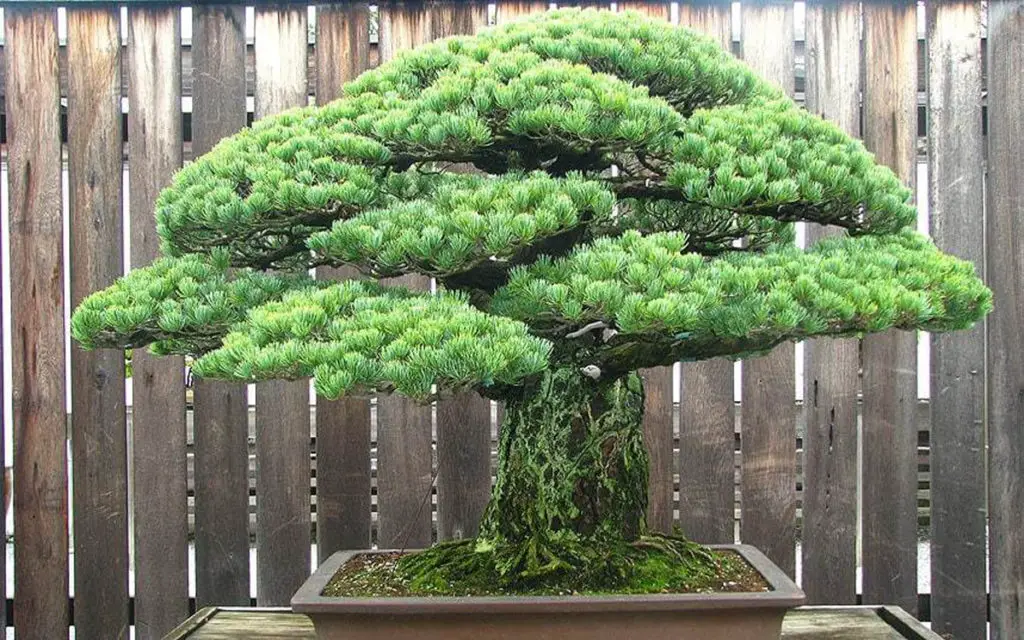 Yamaki Pine
