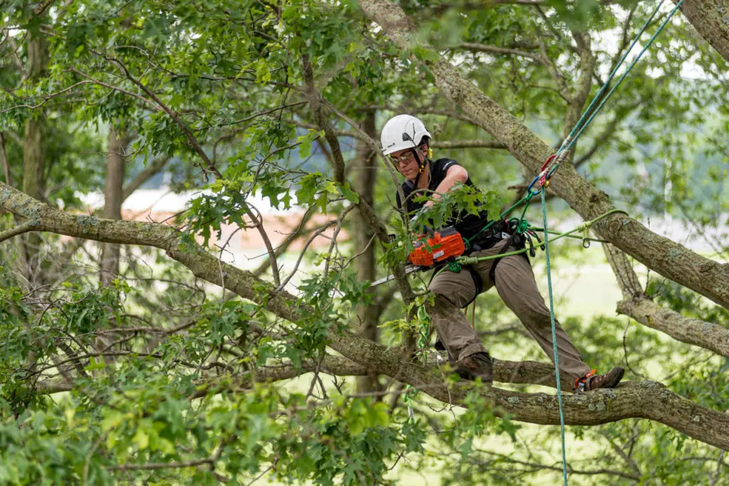 how to become an arborist 