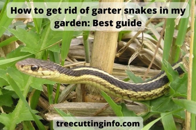 How to get rid of garter snakes in my garden: Best guide