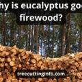 Is Eucalyptus Good Firewood: Super Helpful Guide & benefits