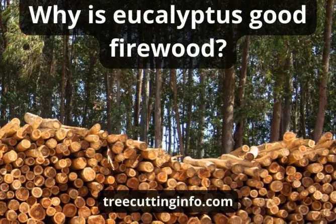 Is Eucalyptus Good Firewood: Super Helpful Guide & benefits