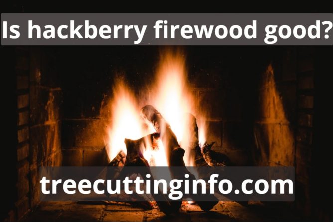 Hackberry Firewood Is A Nice For Firing: Guide & 4 FAQ Here
