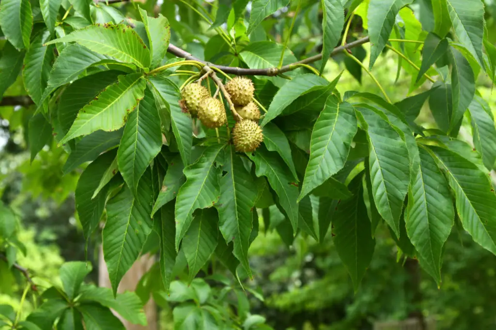 spiky seed balls, horse chestnut tree, large deciduous tree, buckeye tree