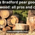 Is Bradford Pear Good Firewood: Top 3 Tips & Best Guide