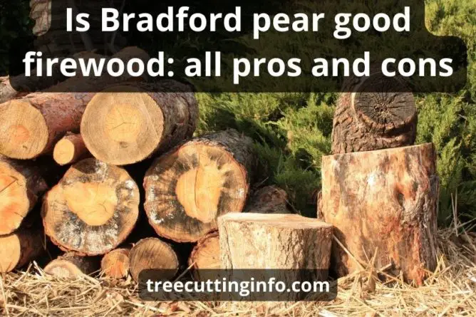 Is Bradford Pear Good Firewood: Top 3 Tips & Best Guide