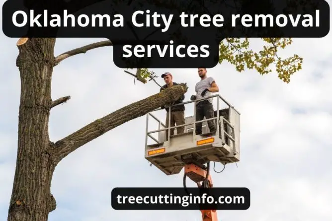 Oklahoma City Tree Removal: Super Helpful Guide & Top Review