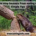How to stop beavers