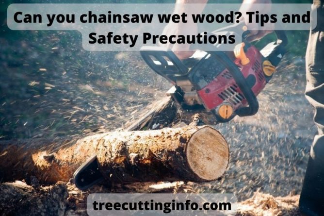 Can you chainsaw wet wood? Tips and Safety Precautions