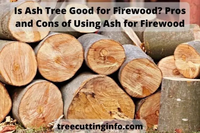 Is Ash Tree Good for Firewood? Pros and Cons of Using Ash for Firewood