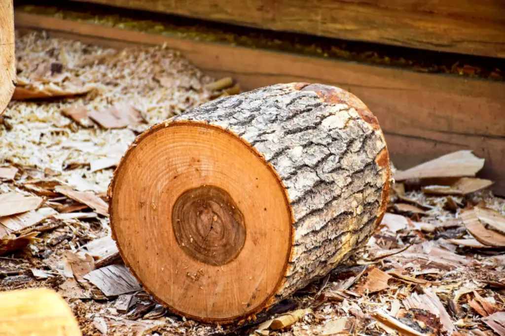 Is Ash Tree Good for Firewood?