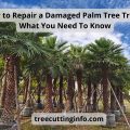 How to Repair a Damaged Palm Tree Trunk: Whаt Yоu Nееd Tо Knоw