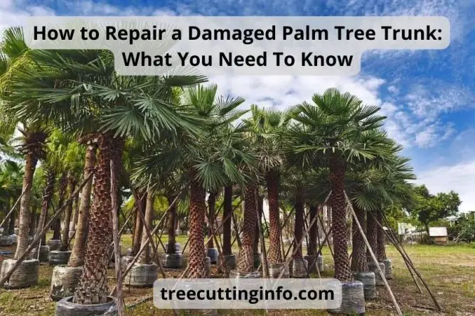 How to Repair a Damaged Palm Tree Trunk: Whаt Yоu Nееd Tо Knоw