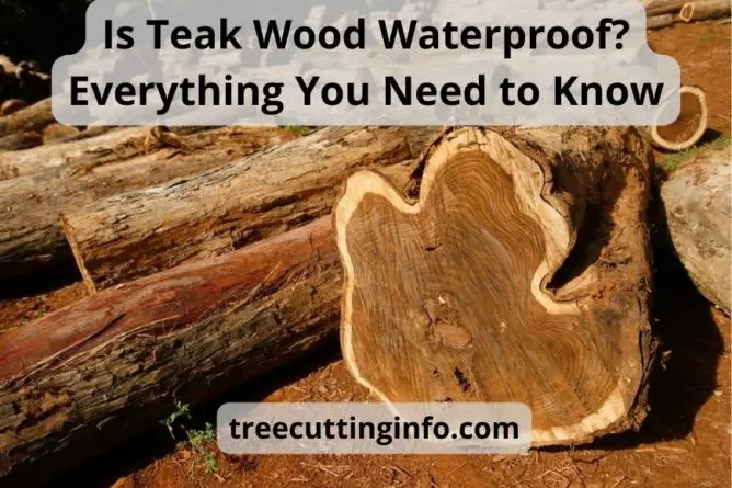 Is Teak Wood Waterproof? Everything You Need to Know
