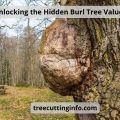 Unlocking the Hidden Burl Tree Value
