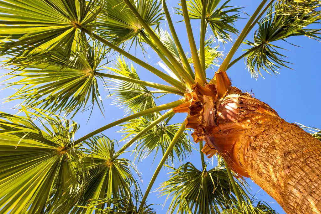 How to Repair a Damaged Palm Tree Trunk