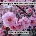 Purple leaf plum tree pros and cons: Guide