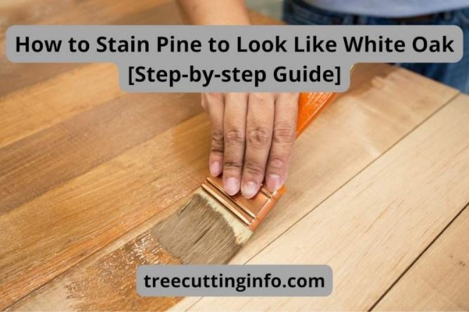 How To Stain Pine To Look Like White Oak In 10 Easy Steps
