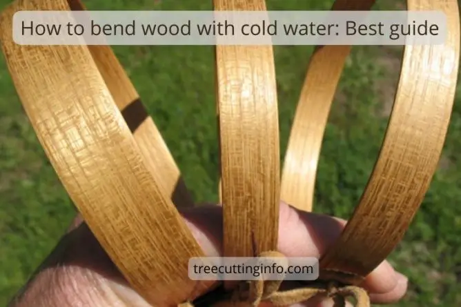 How to Bend Wood with Cold Water: 6 Tips and Easy Steps